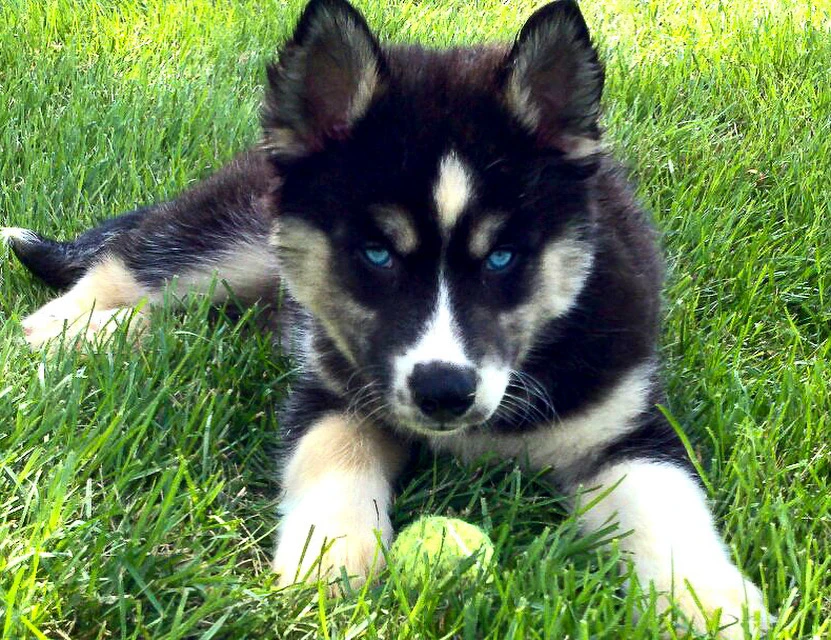 Studly, young blue eye's and tennis ball
