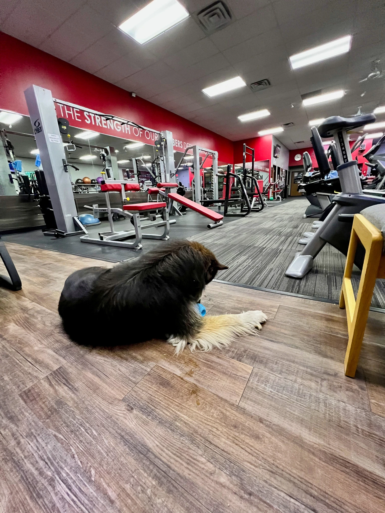 My Husky Won't Eat: What's Actually Going On