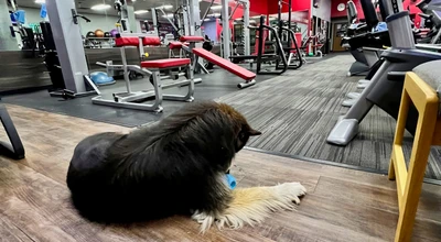 My Husky Won't Eat: What's Actually Going On