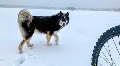 Holistic Health for Huskies: Natural Supplements That Actually Work