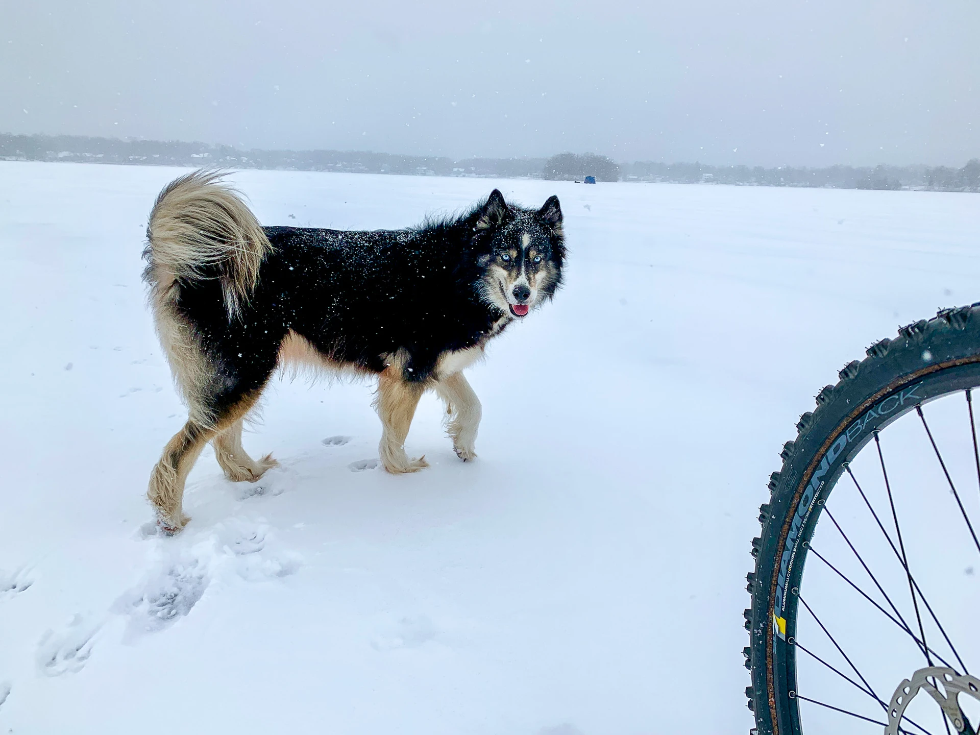Holistic Health for Huskies: Natural Supplements That Actually Work