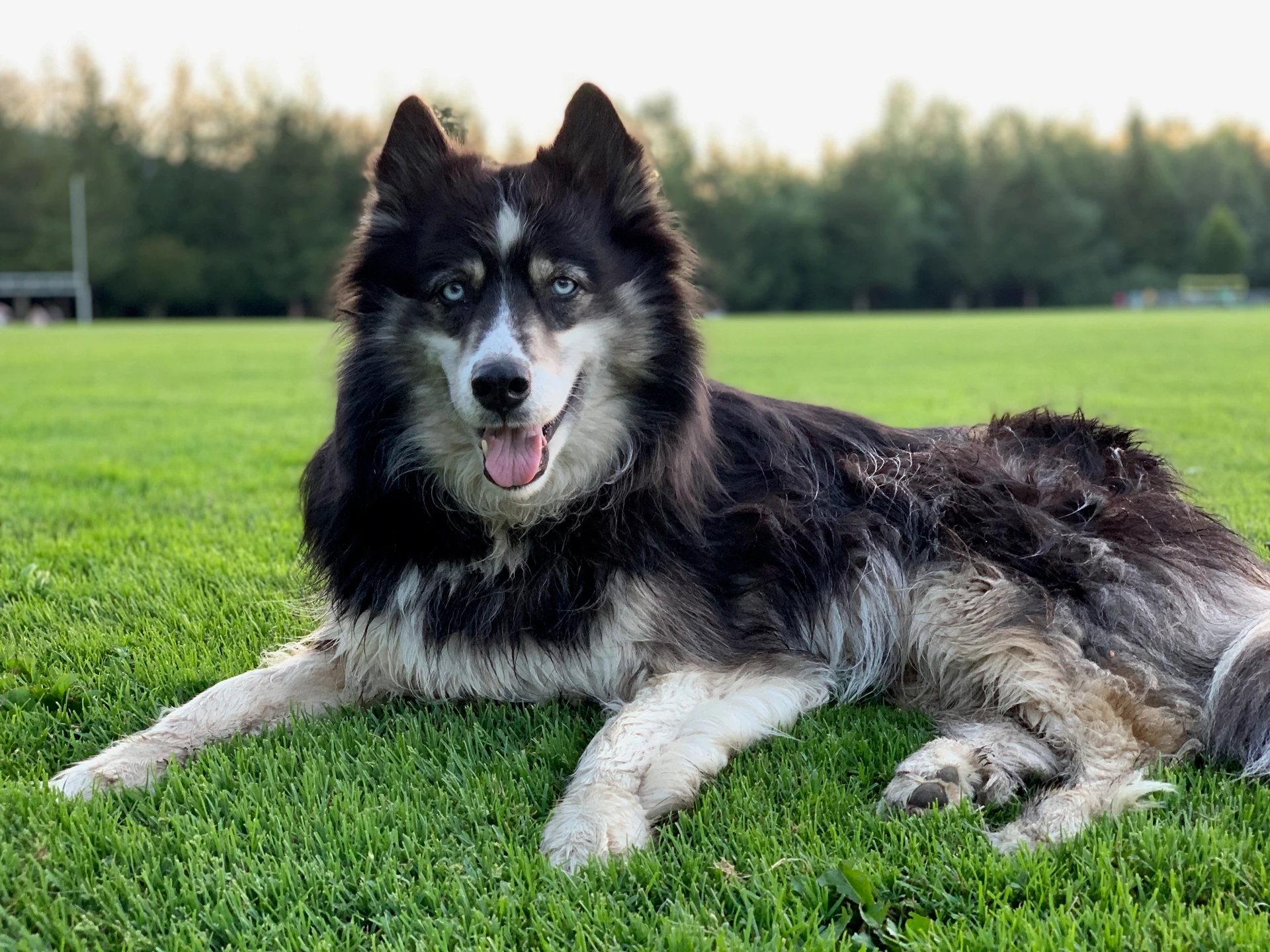 General Health: Keeping Your Husky Thriving