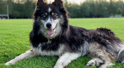 General Health: Keeping Your Husky Thriving