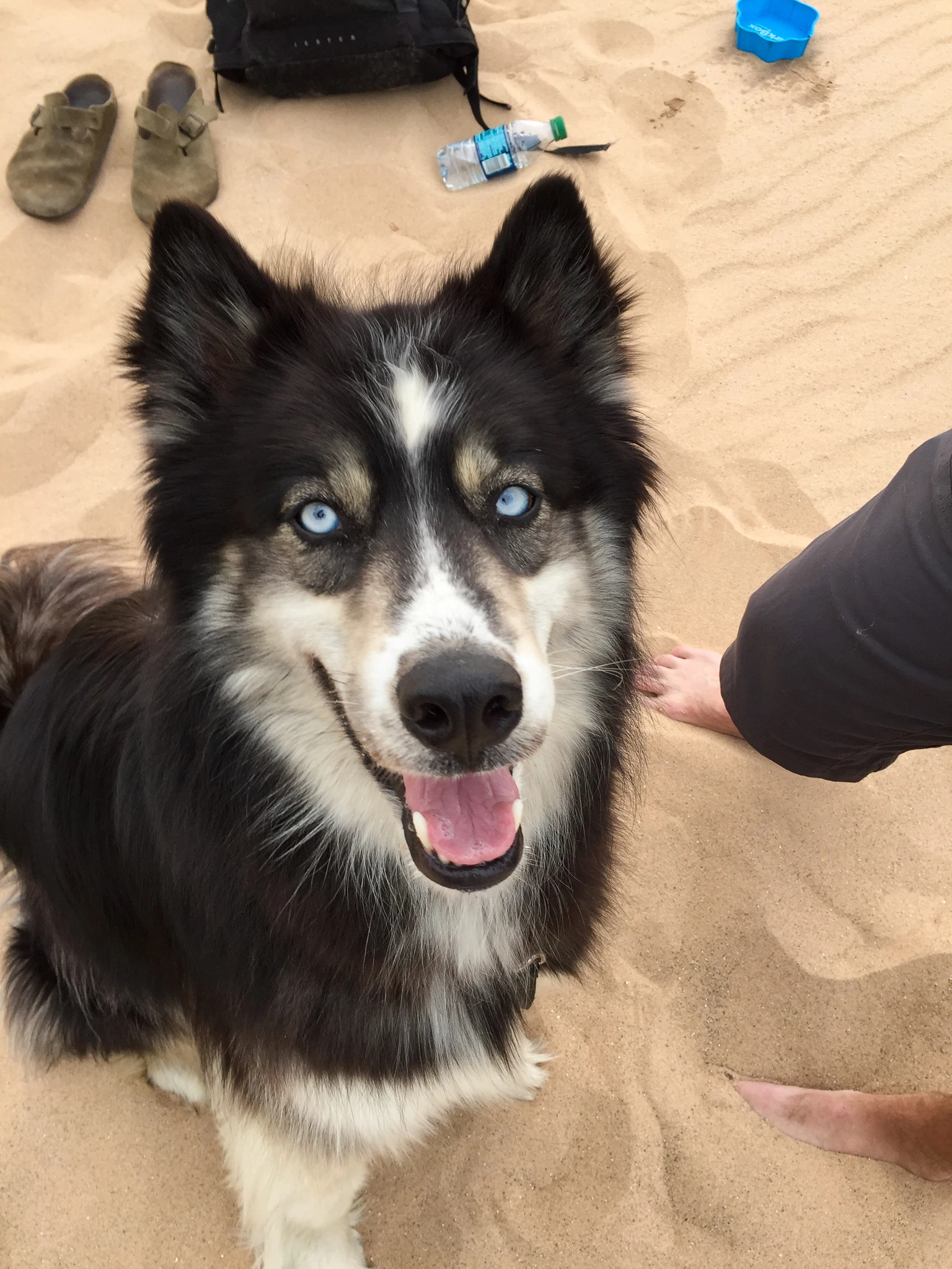 Studly the Husky