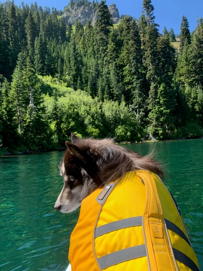 Stud in his life jacket on the paddleboard