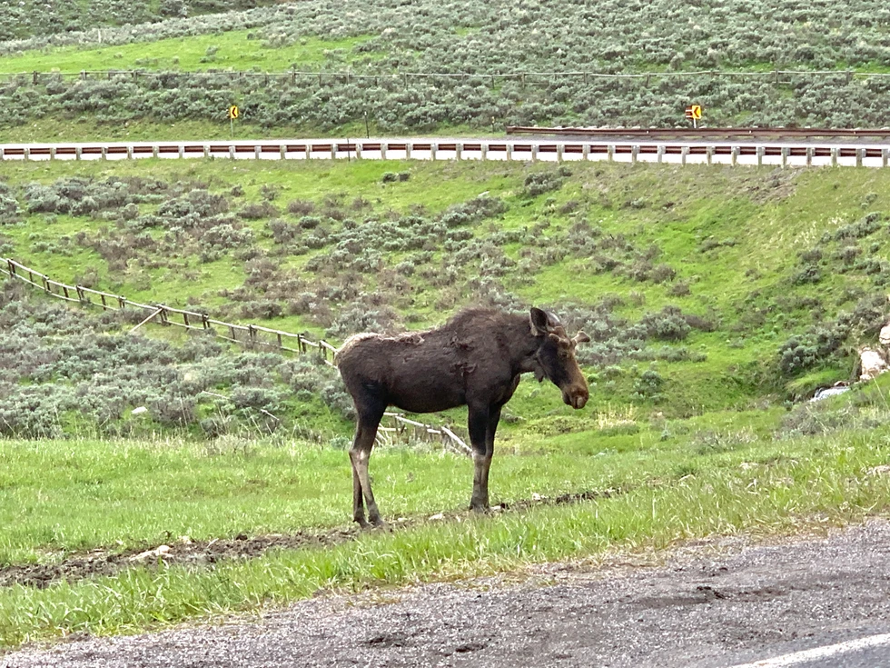 A moose in the Bighorn National Forest, the evening before