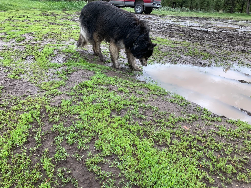 Stud, muddy and soaked, in the Yellowstone snow