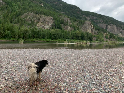 Stud by the river at Glacier