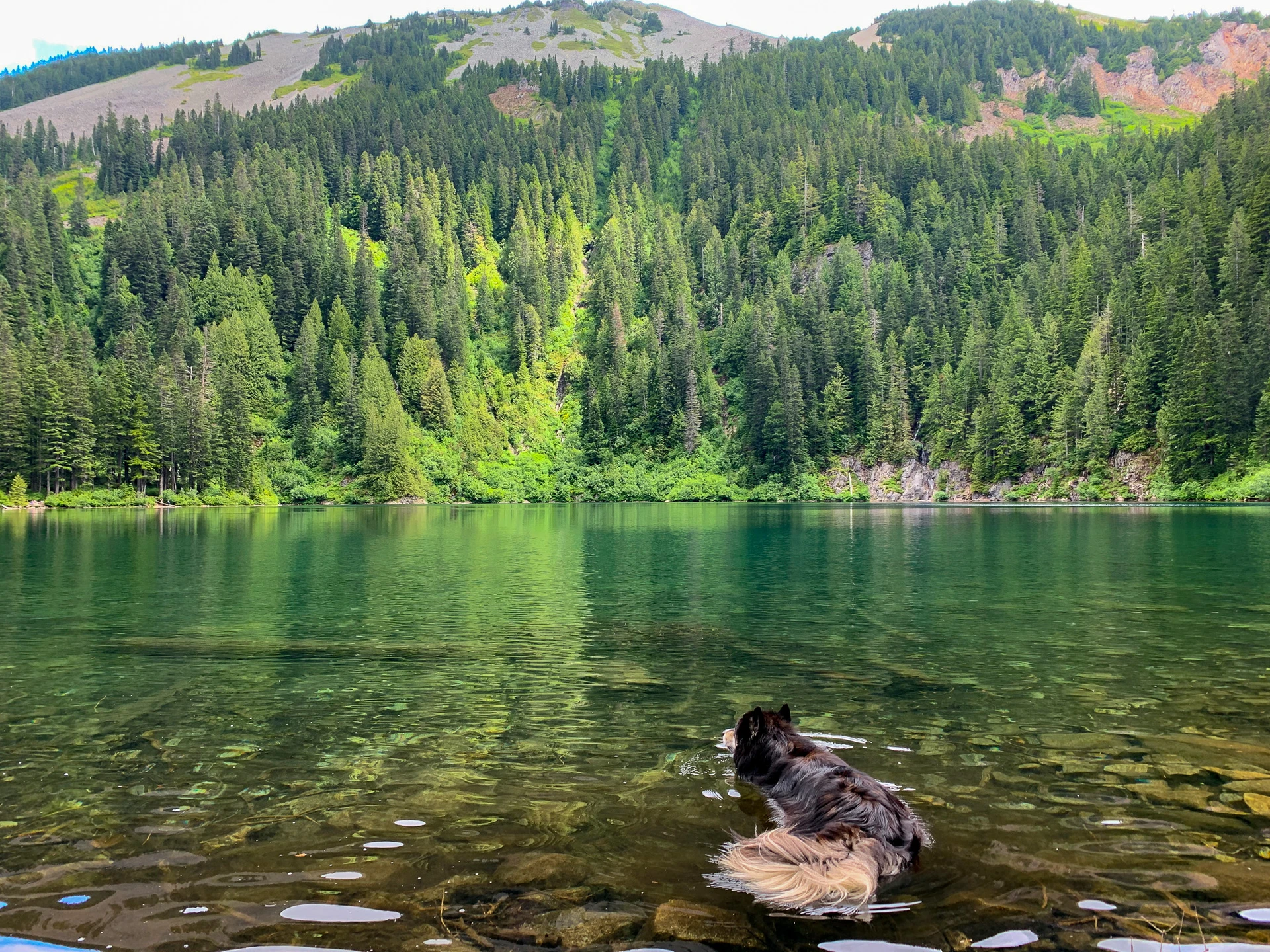 My Husky Won’t Come Inside (and Won’t Listen): What To Do