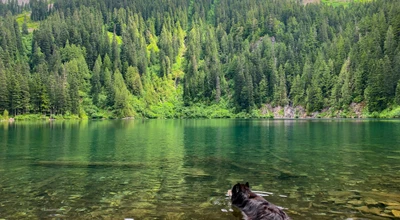 My Husky Won’t Come Inside (and Won’t Listen): What To Do