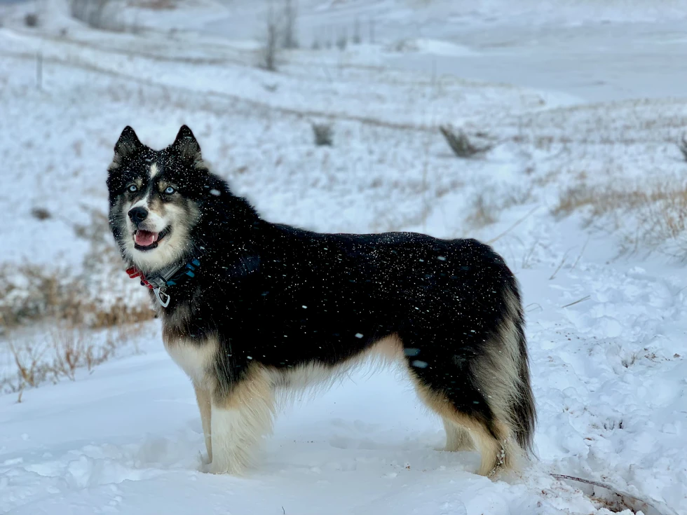 Stud in falling snow