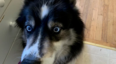 When Your Husky Is Sick: The Cheat Sheet