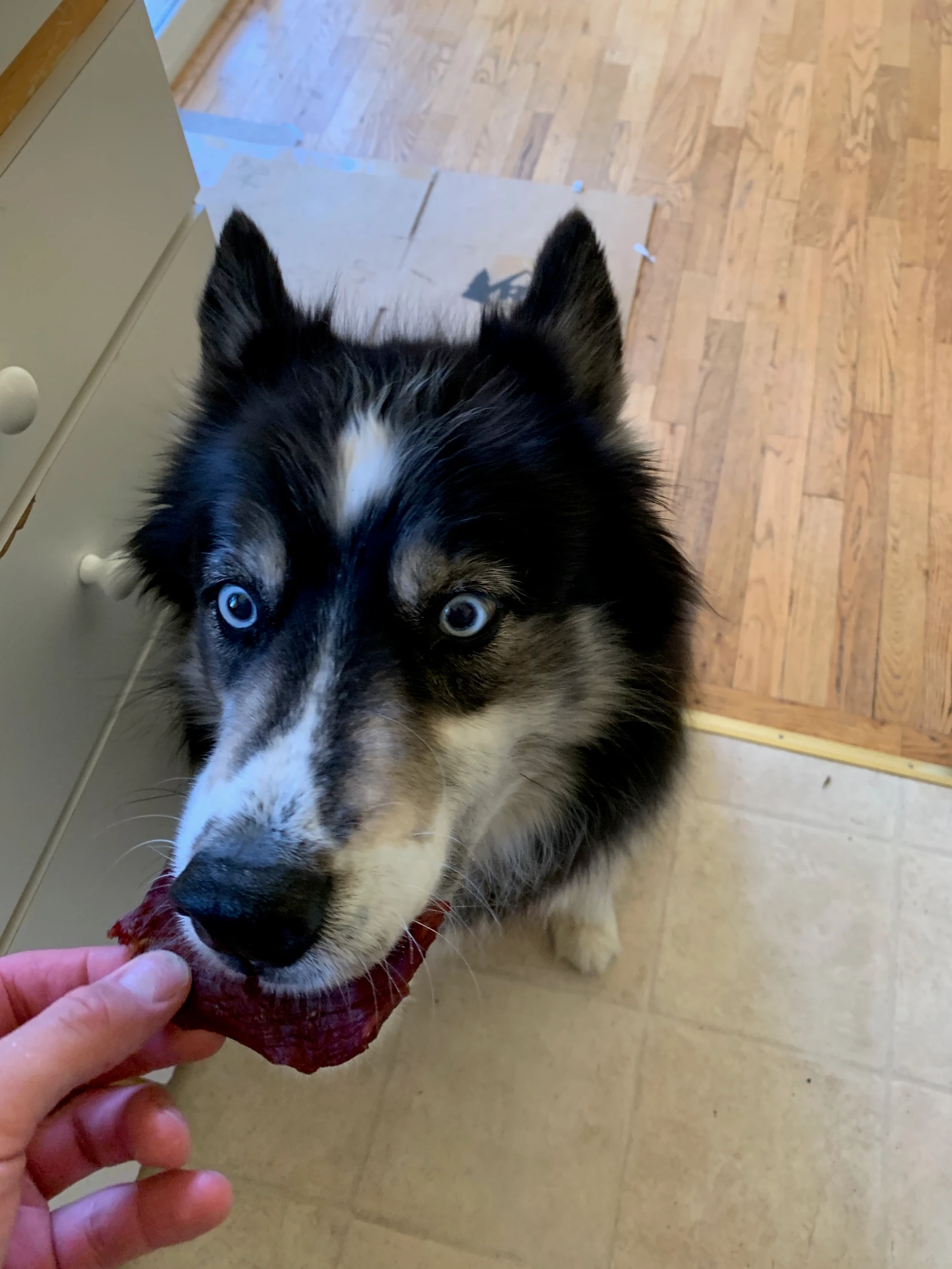When Your Husky Is Sick: The Cheat Sheet