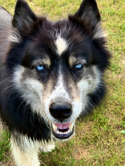 Stud at Three Forks, September 2020
