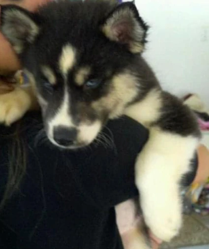 Baby Studly