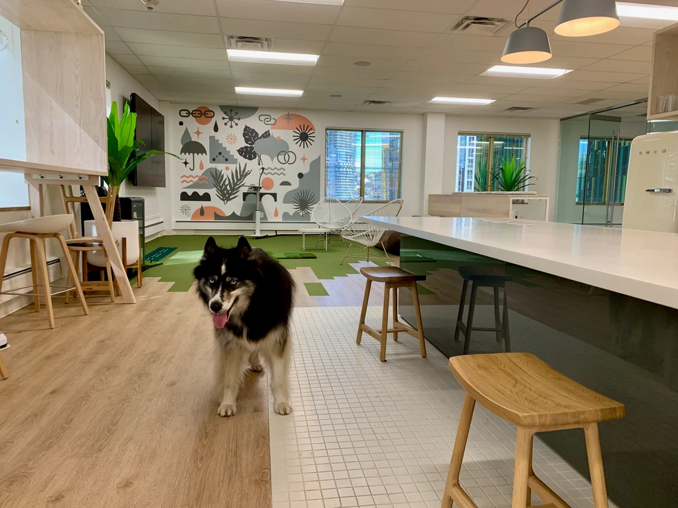 Stud at the office in Seattle