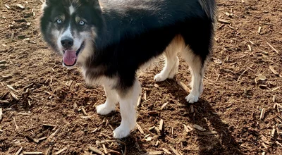 Marymoor Dog Park, Washington