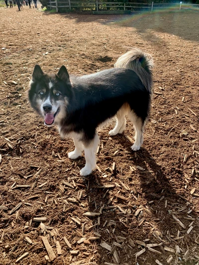 Stud at Marymoor dog park