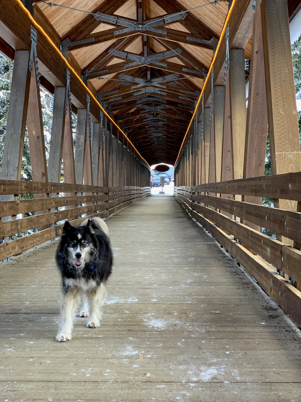 Stud on a covered bridge near Snoqualmie Pass in the snow