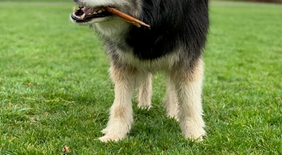 How to Be Good to a Husky: The Cheat Sheet