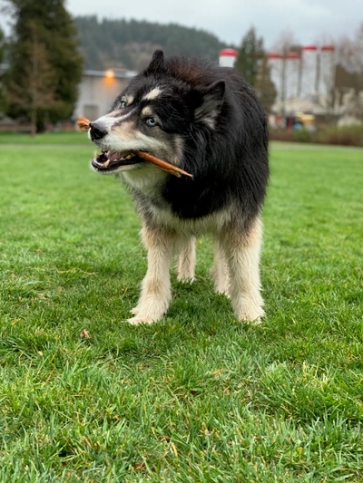 Stud with a stick, April 2021