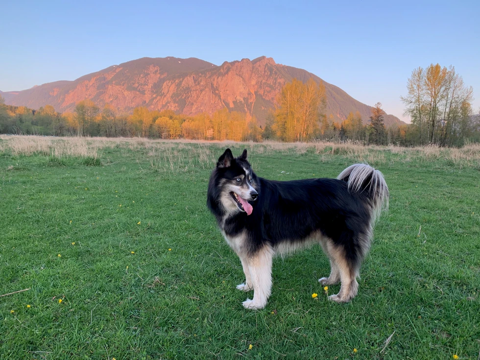 Stud at Three Forks dog park at sunset, Mount Si behind him
