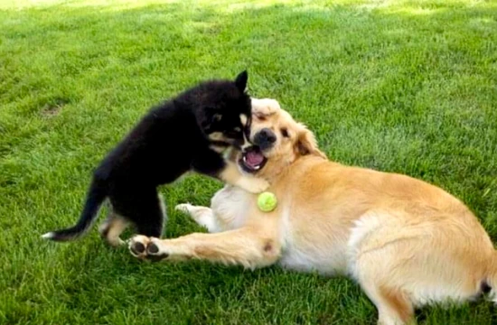 Puppy Days