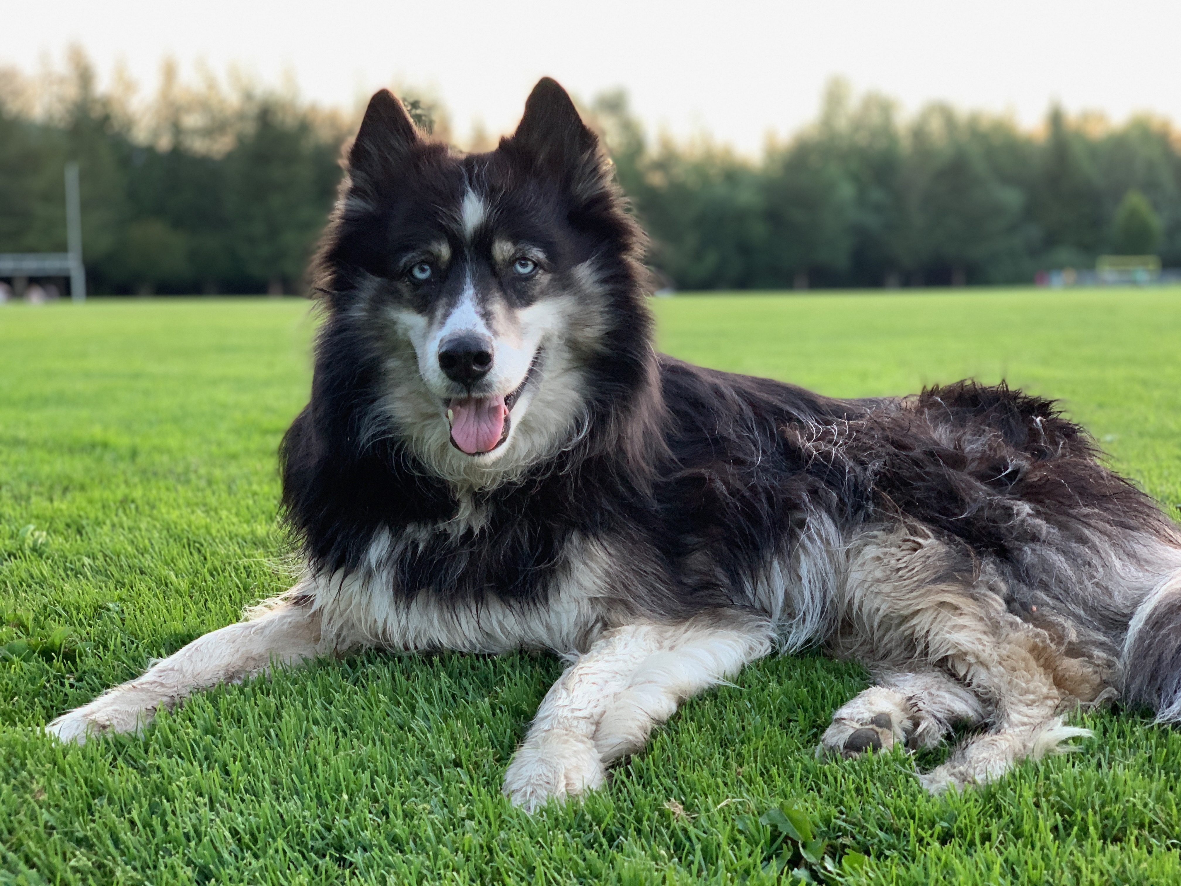 General Health: Keeping Your Husky Thriving